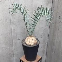 エンセファラルトスホリダス 塊根径12.5cm - メルカリ
