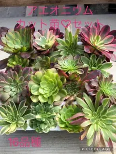 2026年最新】アエオニウム ピンクデイジーの人気アイテム - メルカリ
