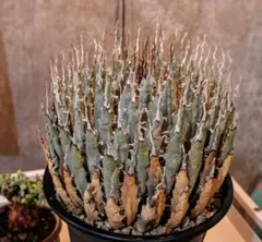 エボリスピナ　陽炎　ベアルート株　未発根 エボリスピナ 陽炎 ベアルート株 未発根 アガベ ユタエンシス