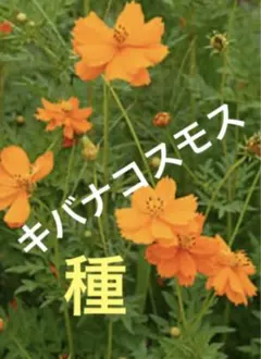 さら様 リクエスト 3点 まとめ商品