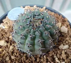 ギムノカリキウム ミハノビッチ 綴化 サボテン てっか - メルカリ