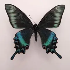 蝶標本 ミヤマカラスアゲハ春型♂2頭 北海道産 飼育品 - メルカリ