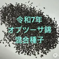 多肉植物 ハオルチア 令和7年4-6月採る オブツーサ錦 混合交配種子 100粒のサムネイル