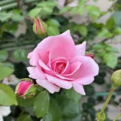 ミニバラ♡ピンク♡3号♡ポットごと宅急便コンパクト - メルカリ