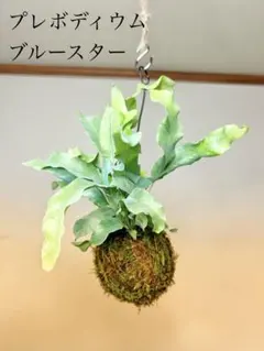 hananan 様専用★プレボディウム　ブルースターの苔玉ハンギング★ふわふわ