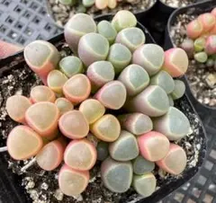新入荷　五十鈴玉錦　多肉植物　I株　撮影7月7日　根付き発送　鉢なしのサムネイル