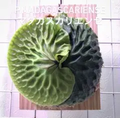 サプリ様 リクエスト 3点 まとめ商品