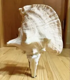 修験道法螺貝　山伏　密教　熊よけ　魔除け❣️ホラガイ　ほら貝 修験道 法螺貝 34㎝ 山伏 密教 魔除け 熊よけ❣️ホラガイ ほら貝