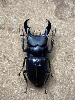 【野外品】【幼採品】西表島サキシマヒラタクワガタ　♂55㎜のサムネイル