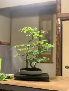 小真弓 盆栽 こまゆみ 実もの 樹高25㎝ - メルカリ