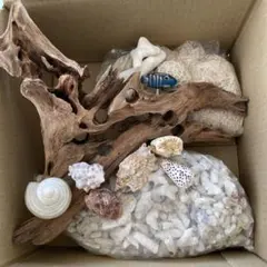 流木と貝殻セット