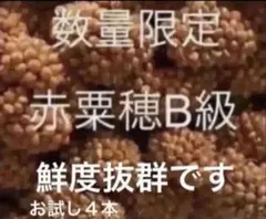 小鳥のおやつ　　赤粟穂B級 ４本　即購入可◎のサムネイル