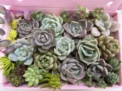多肉植物　エケベリア　セダム