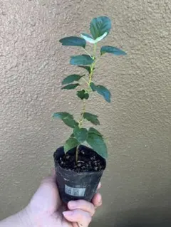 果樹の苗木⭐️びっくりグミの木⭐️ポット植え❣️
