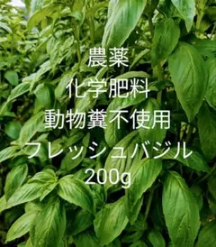 自然栽培で育てたフレッシュバジル200gのサムネイル