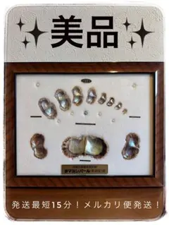2026年最新】真珠貝標本の人気アイテム - メルカリ