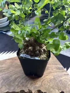 2026年最新】亀甲竜 長谷川の人気アイテム - メルカリ