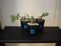 2025年最新】ケラリア ピグマエアの人気アイテム - メルカリ