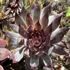 Boaretto 多肉植物 センペル センペルビウム 花 種 苗 植物 - メルカリ