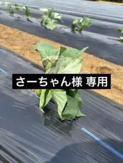 さーちゃん様 専用