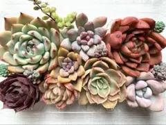 多肉植物 カット苗詰め合わせ 寄せ植えセット 《61》 エケベリア 多肉弁当
