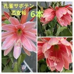 ⭐️大輪‼️クジャクサボテン、孔雀サボテン、乙女桜、カット苗6本セット