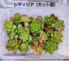 しほ様 リクエスト 2点 まとめ商品