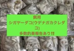 시가야 문어 (우데나가 문어) 냉동 미끼