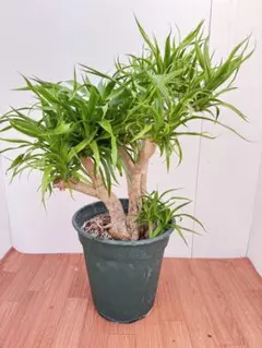 限定品 バルセロナ カンプノウの芝 - メルカリ