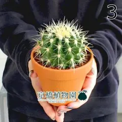 狂刺 金鯱 キンシャチ 超特大美株_2 狂刺 金鯱 キンシャチ 超特大美株_2 狂刺金鯱 超