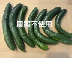 きゅうり 農薬不使用 ③のサムネイル