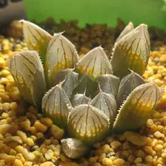 多肉植物 ハオルチア ムチカ錦 変異系 糊斑 巨大化 - メルカリ
