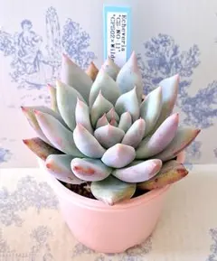 鬼のしずく(命名株)×きっと札付きポットごとメルカリ便ルイパパさん苗