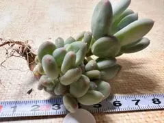 1057新品種　三日月綴化　エケベリア　多肉植物　大株