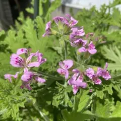 ❤️みかん様　専用❤️ 15本