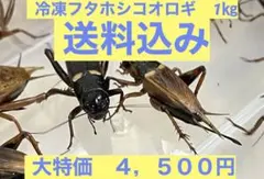 特価　訳アリ　冷凍コオロギ 約1キロ　袋入りのサムネイル