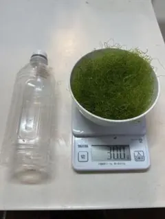 1台限定　特別クリア仕様　90㎝リフジウム水槽 1台限定 特別クリア仕様 リフジウム水槽 1台限定 特別クリア仕様