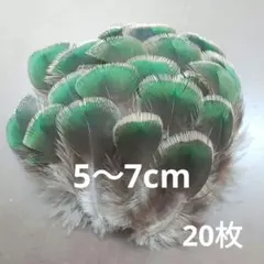 孔雀の羽根　グリーンネック　20枚