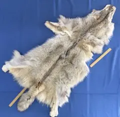 毛皮】オオカミ 原反 国際希少野生動植物種登録票付き 管理番号50 