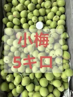 小梅　5kgのサムネイル