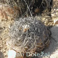 2025年最新】コピアポア 栗星玉の人気アイテム - メルカリ