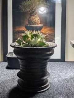 アンスリウム アロー 美しい 7号 鉢ごと発送 観葉植物 839 - メルカリ