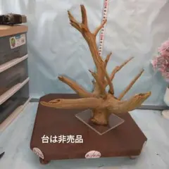 ９２６ホーンウッド硬質あく抜き　流木 アクアリウム 煮沸殺菌済 透明ベース付