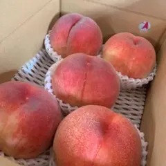 山梨一宮の甘い桃　木のてっぺんちで収穫した超特大を5個詰めて発送