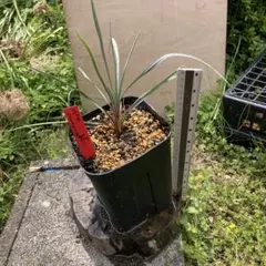 ロウルサンコさんラベル付き☆多肉植物 ユーフォルビア ホリダ