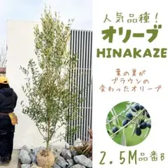2026年最新】ひなかぜの人気アイテム - メルカリ