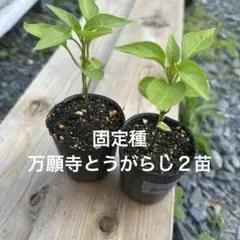 すーこちゃん♡様 リクエスト 6点 まとめ商品