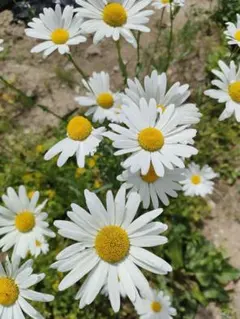フランス菊種