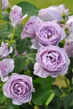 ブルーインパルス A 発根済薔薇苗 - メルカリ