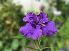 2026年最新】苗 花の人気アイテム - メルカリ